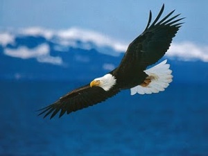 American Bald eagle