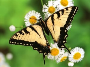 The-best-top-desktop-butterflies-wallpaper-hd-butterfly-wallpaper-19